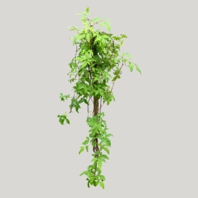 ͼʦģֲģȫ20221809