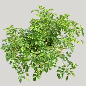 ͼʦģֲģȫ20221418