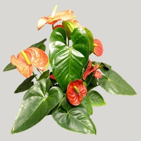 ͼʦģֲģȫ20221341