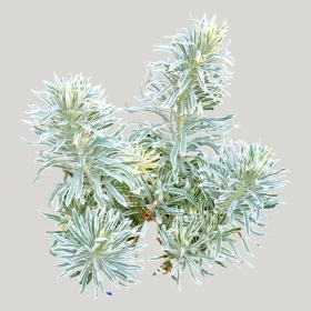 ͼʦģֲģȫ20221915