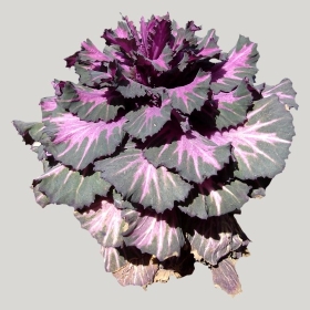 ͼʦģֲģȫ20221349