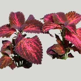 ͼʦģֲģȫ20222061