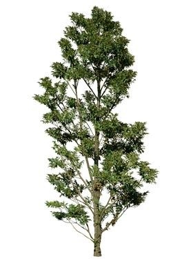 720úMtree07