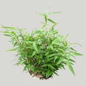 ͼʦģֲģȫ20221583