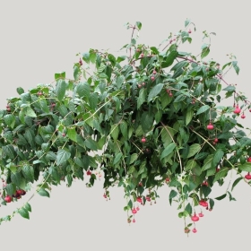 ͼʦģֲģȫ20221394