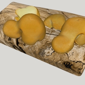 ʳ_SketchupͼʦģVray202204251444
