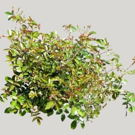 ͼʦģֲģȫ20221419