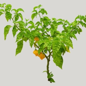 ͼʦģֲģȫ20221669