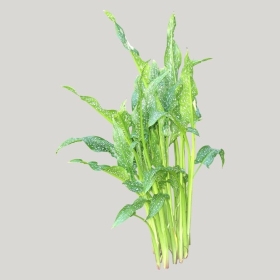 ͼʦģֲģȫ20221708