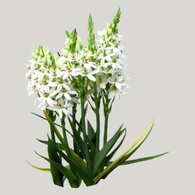 ͼʦģֲģȫ20222045