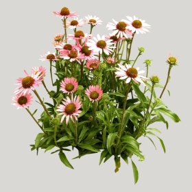 ͼʦģֲģȫ20221117