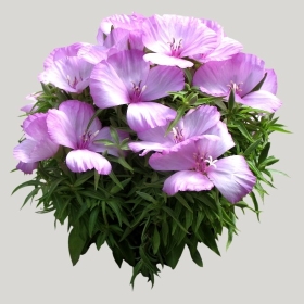 ͼʦģֲģȫ20221518