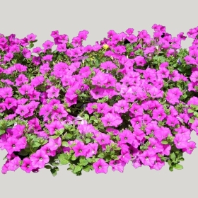 ͼʦģֲģȫ20222138