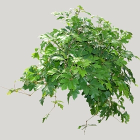 ͼʦģֲģȫ20221547