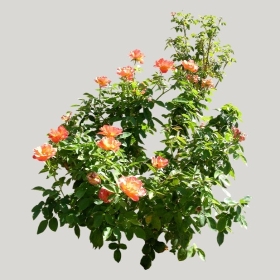 ͼʦģֲģȫ20221345