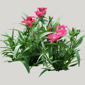 ͼʦģֲģȫ20221059