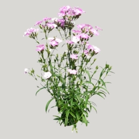 ͼʦģֲģȫ20221063