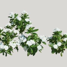 ͼʦģֲģȫ20221865