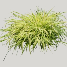 ͼʦģֲģȫ20221569