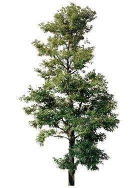 720úMtree06