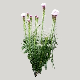 ͼʦģֲģȫ20221431