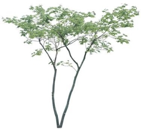 720úMtree25