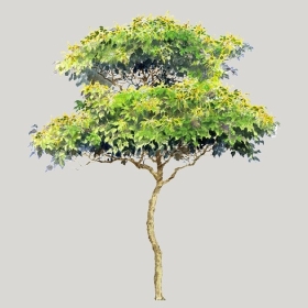 ͼʦģֲģȫ20222487