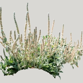 ͼʦģֲģȫ20221791