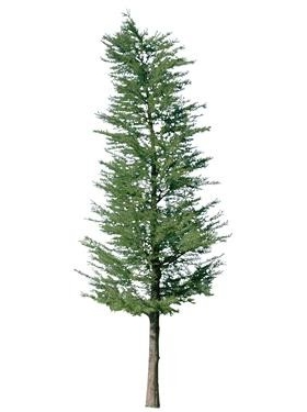 720úMtree22