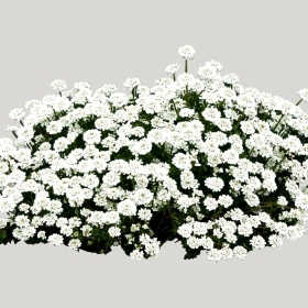 ͼʦģֲģȫ20221511