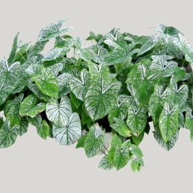 ͼʦģֲģȫ20221176