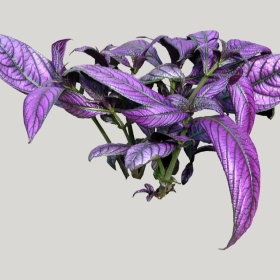 ͼʦģֲģȫ20222121