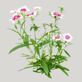 ͼʦģֲģȫ20221065