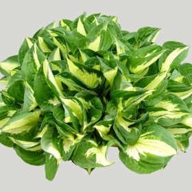 ͼʦģֲģȫ20221657