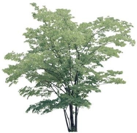 720úLtree10