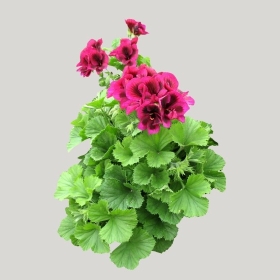 ͼʦģֲģȫ20222100