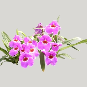 ͼʦģֲģȫ20222026