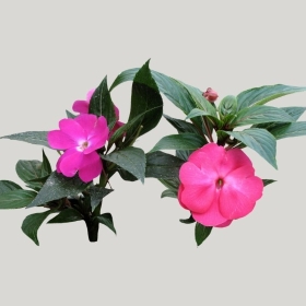 ͼʦģֲģȫ20221978