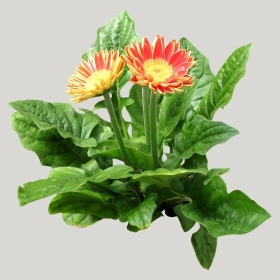 ͼʦģֲģȫ20221473