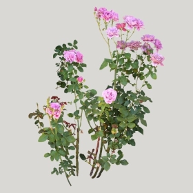 ͼʦģֲģȫ20221674