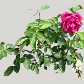 ͼʦģֲģȫ20221675