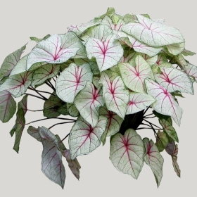 ͼʦģֲģȫ20221178