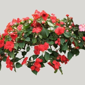 ͼʦģֲģȫ20221683