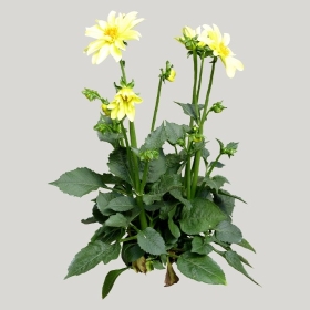 ͼʦģֲģȫ20221816