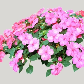 ͼʦģֲģȫ20221696