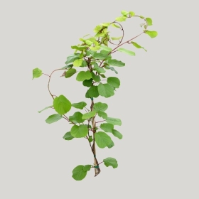 ͼʦģֲģȫ20221771