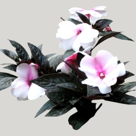 ͼʦģֲģȫ20221976