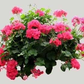 ͼʦģֲģȫ20221718