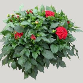 ͼʦģֲģȫ20221403