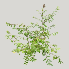 ͼʦģֲģȫ20221542